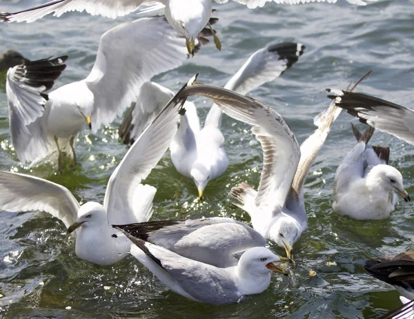 Hermoso fondo con las gaviotas luchando por la comida — Foto de Stock