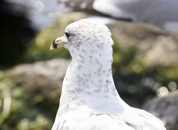 Bella immagine isolata con un gabbiano — Foto Stock