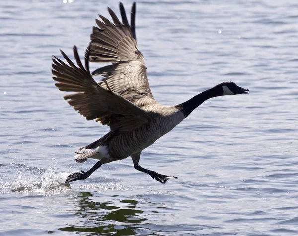 Beautiful isolated picture with a Canada goose taking off from the water — Stock Photo, Image