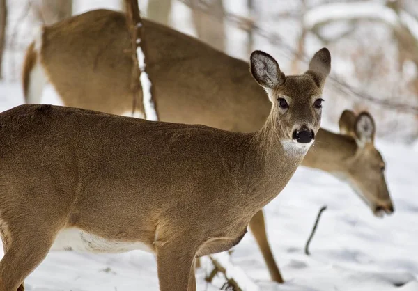 Beautiful isolated photo of two wild deer in the snowy forest — Stock Photo, Image