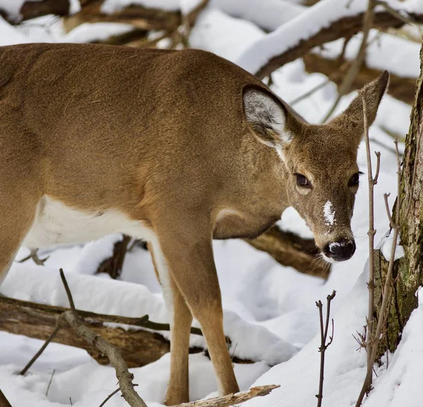 Beautiful isolated picture with a wild deer in the snowy forest — Stock Photo, Image