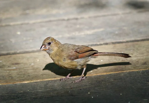 Bella immagine isolata con un uccello divertente sul pavimento di legno — Foto Stock