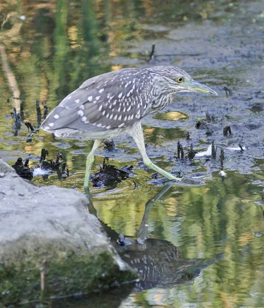 Isoliertes Bild eines lustigen Schwarzkronenreihers, der sich dem Ufer nähert — Stockfoto