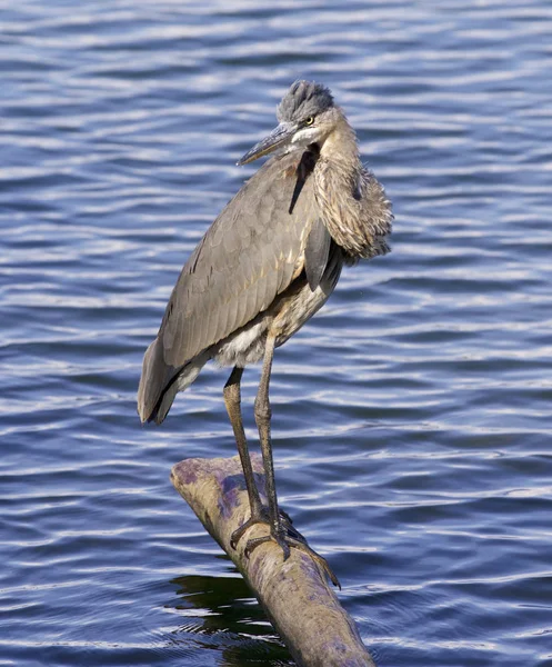 Beautiful photo of a great blue heron near the water — Stock Photo, Image