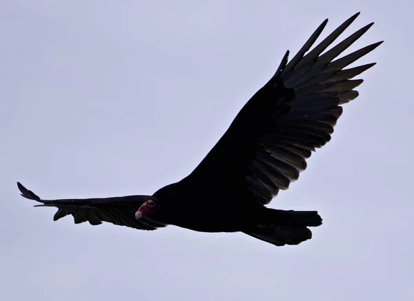 Imagem isolada com um abutre no céu — Fotografia de Stock