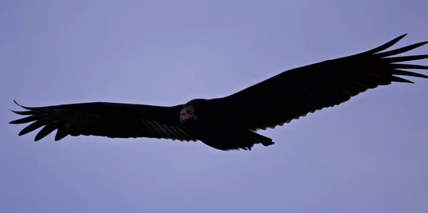 Isolerade foto av en gam i himlen — Stockfoto