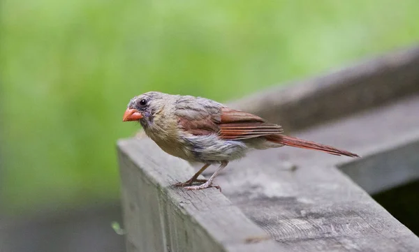 Schönes Bild mit einem Vogel auf dem Holz — Stockfoto