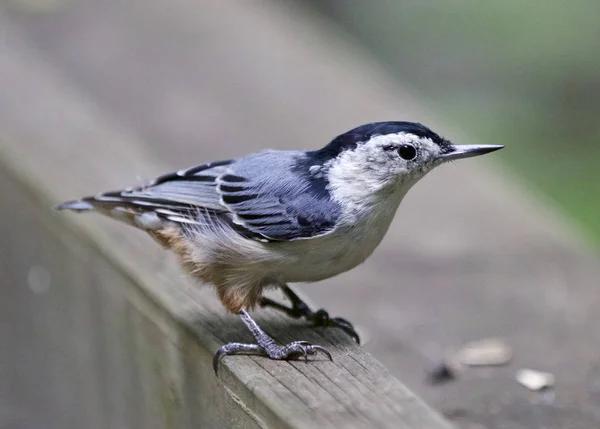 Beau fond avec un oiseau de bruyère à poitrine blanche — Photo