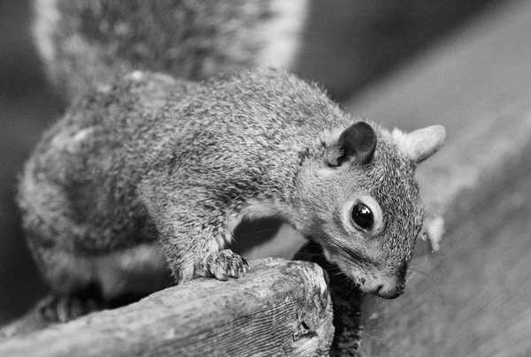 Beautiful black and white image with a cute funny squirrel — Stock Photo, Image