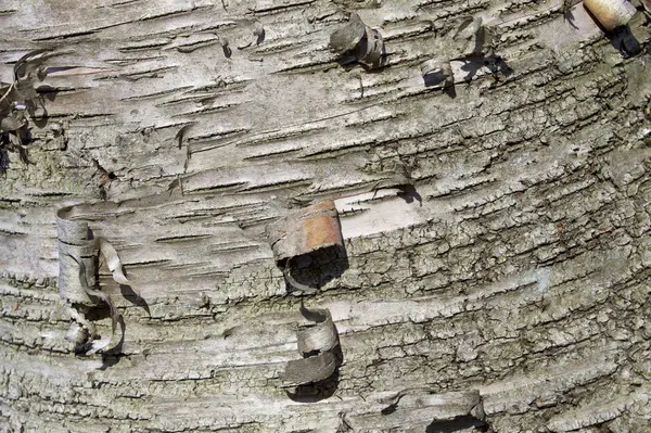 Isoalted foto de una corteza de un árbol — Foto de Stock