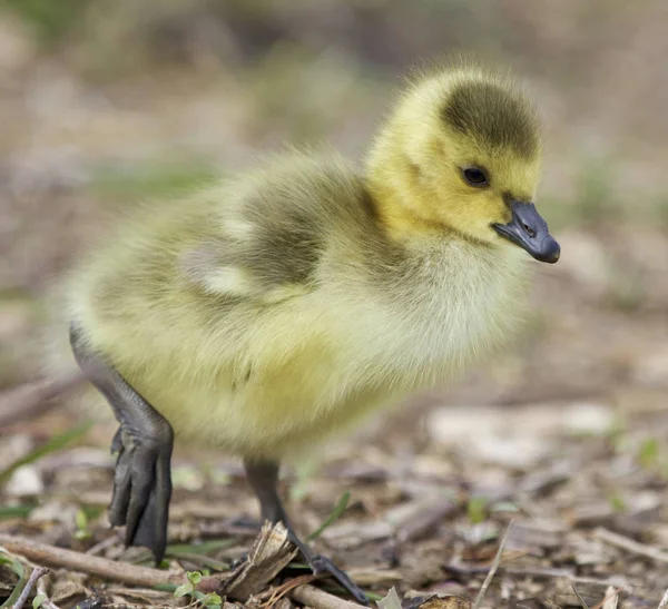 Belle photo isolée d'un poussin d'oies du Canada — Photo