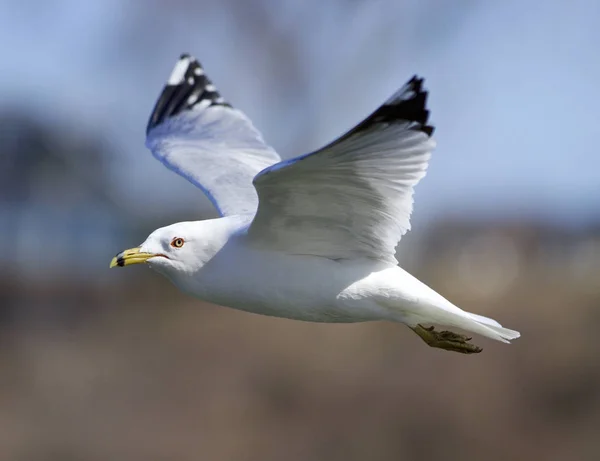 Belo closeup com a gaivota em voo — Fotografia de Stock