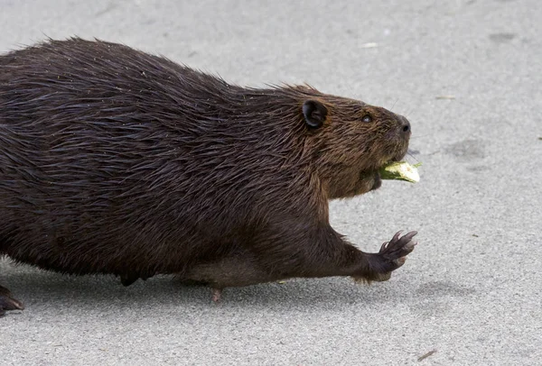 Gros plan détaillé d'un drôle de castor nord-américain — Photo