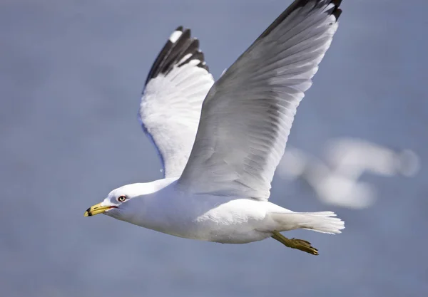 Imagem bonita com uma gaivota voadora — Fotografia de Stock