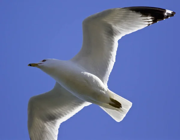 Gaivota bonita no céu — Fotografia de Stock