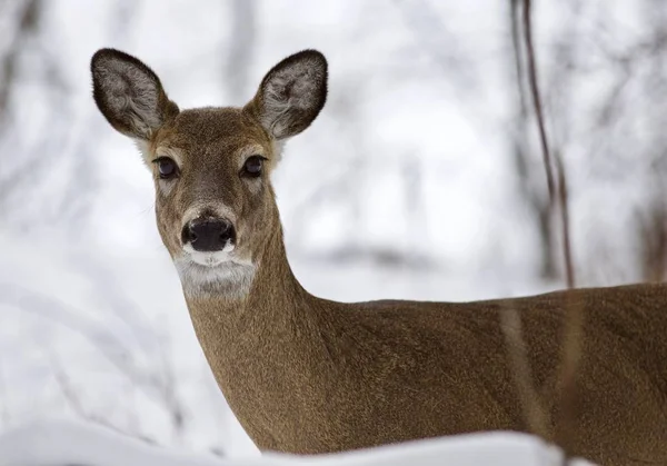 Hermosa imagen aislada con un ciervo salvaje en el bosque nevado —  Fotos de Stock