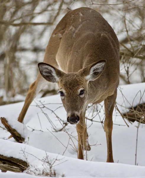 美丽孤立的照片中的一只野鹿在白雪皑皑的丛林 — 图库照片