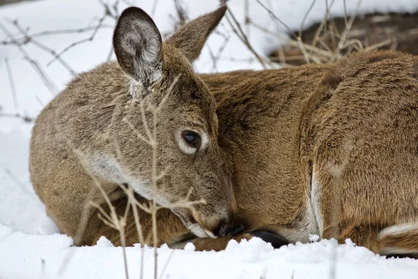 Beautiful portrait of a wild deer cleaning his fur in the snowy forest — Stock Photo, Image