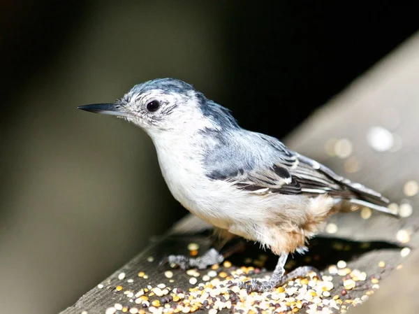 백색 가슴 nuthatch 버드와 함께 아름 다운 고립 된 이미지 — 스톡 사진