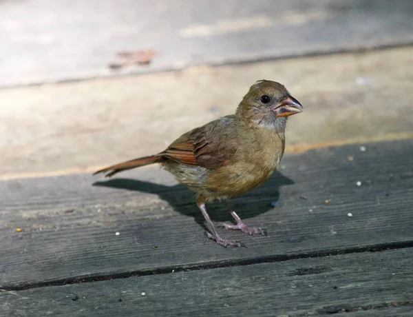 Bella immagine isolata con un uccello divertente sul pavimento di legno — Foto Stock