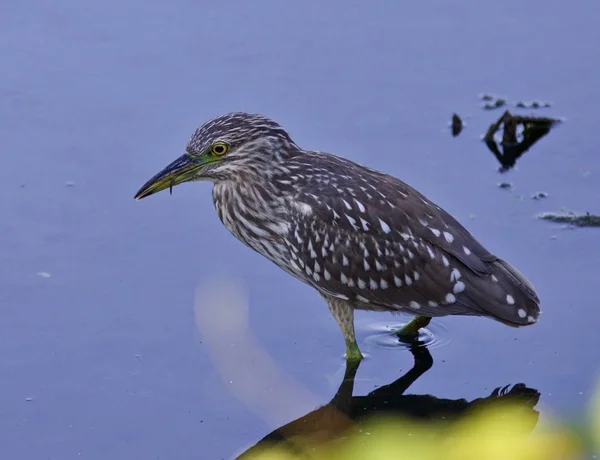 Isoliertes Bild eines lustigen Schwarzkronenreihers im Wasser — Stockfoto