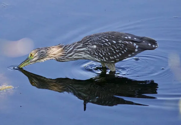 Immagine isolata con un divertente airone coronato nero notte acqua potabile — Foto Stock