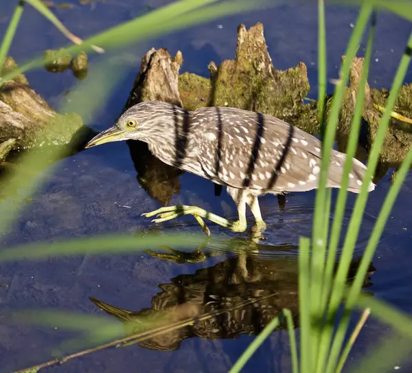 Foto eines lustigen Schwarzkronenreihers, der im Wasser wandelt — Stockfoto