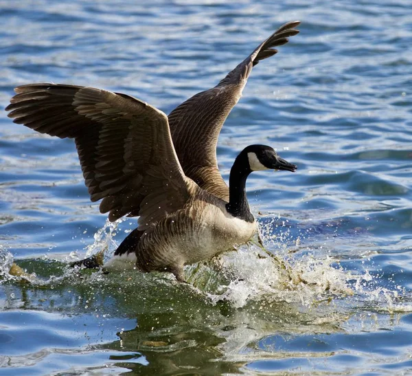 Vackra isolerade bild av en vild kanadagås landar på vattnet — Stockfoto