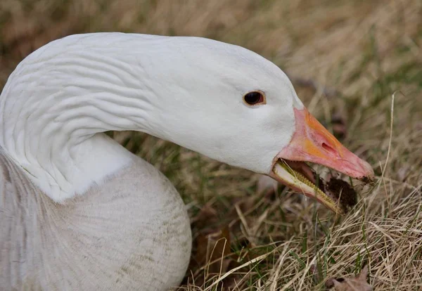 Bella immagine con un'oca selvatica che mangia l'erba — Foto Stock