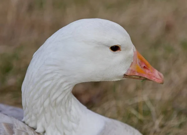Beautiful close-up of a strong snow goose on the grass field — Stock Photo, Image
