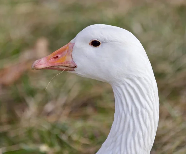 Bela imagem isolada com um forte ganso de neve confiante no campo de grama — Fotografia de Stock