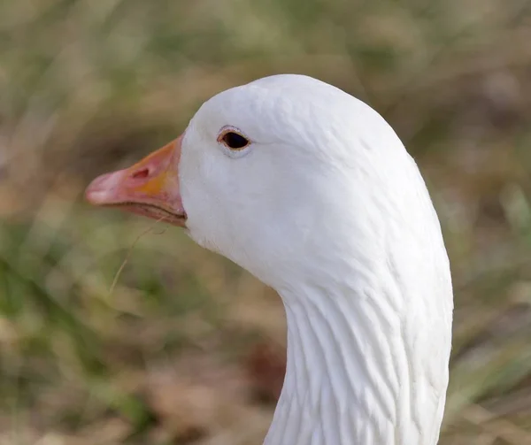 Funny isolated image with a snow goose on the grass field — Stock Photo, Image