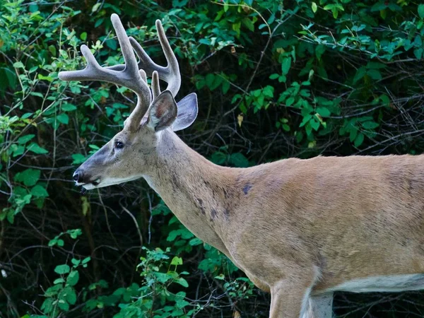 Beautiful isolated picture of a wild male deer with the horns near the green bush — Stock Photo, Image