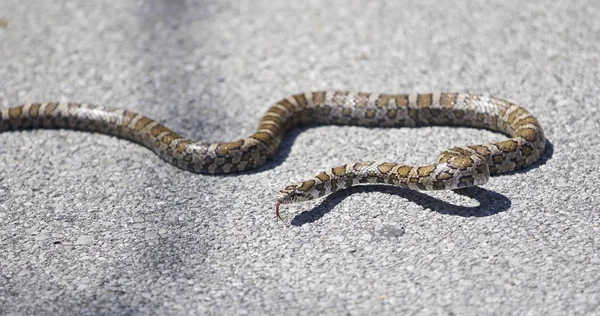 Όμορφα απομονωμένων εικόνα με ένα φίδι σε ένα δρόμο — Φωτογραφία Αρχείου
