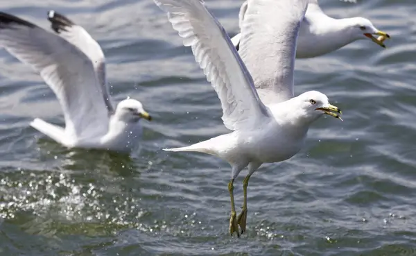 Hermosa imagen aislada con las gaviotas volando — Foto de Stock