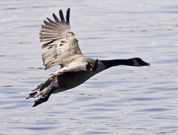 Mooi geïsoleerd beeld met een Canadese gans opstijgen vanaf het water — Stockfoto