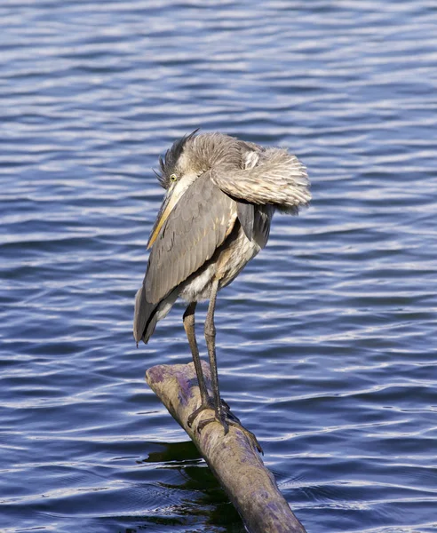 Schönes Bild mit einem großen blauen Reiher — Stockfoto