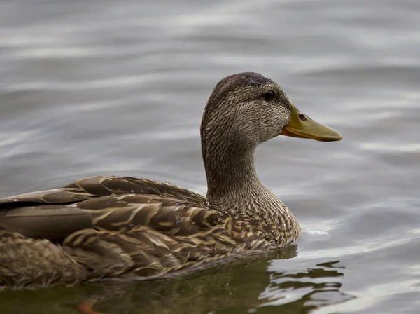 Hermosa imagen aislada con un pato en el lago — Foto de Stock
