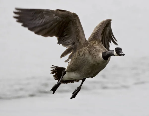 Beautiful isolated image with a flying Canada goose — Stock Photo, Image