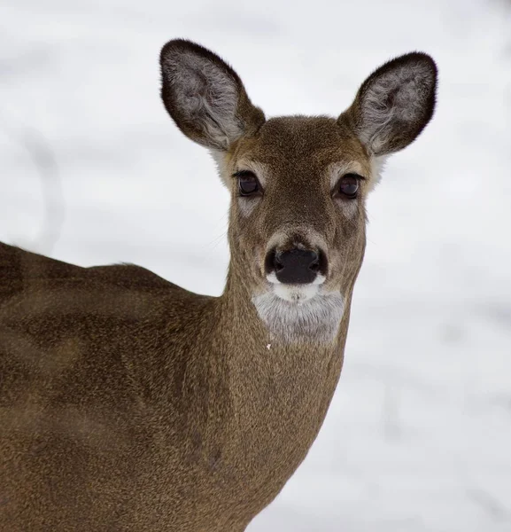 Hermoso retrato de un ciervo salvaje en el bosque nevado —  Fotos de Stock