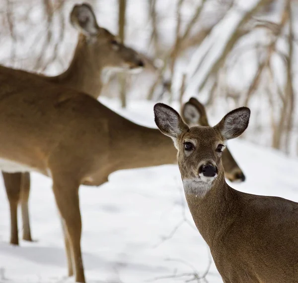Beautiful image of three wild deer in the snowy forest — Stock Photo, Image