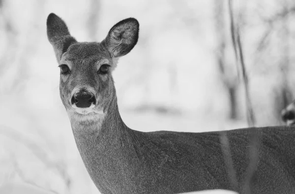 Hermosa imagen en blanco y negro con un ciervo salvaje en el bosque nevado —  Fotos de Stock