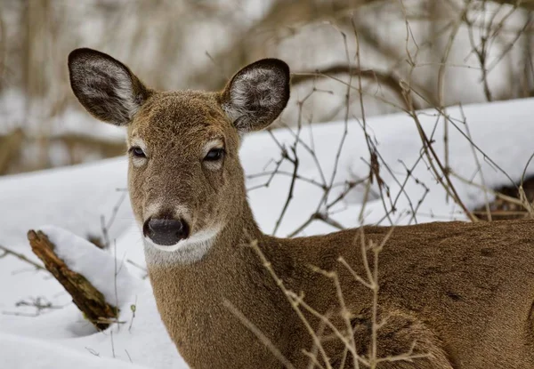 Nádherný obrázek roztomilé divokých jelenů v zasněženém lese — Stock fotografie