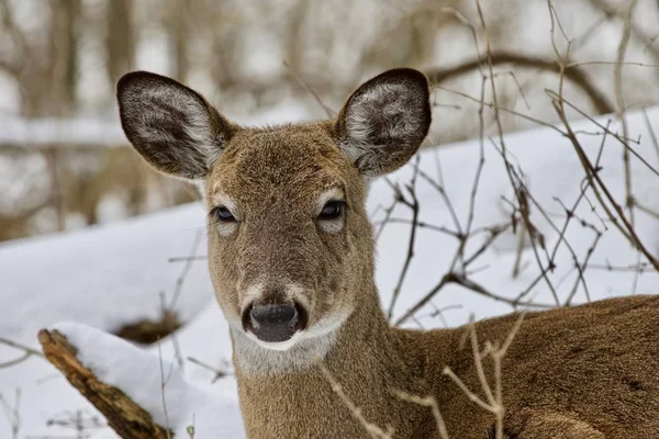 美丽的形象，在白雪皑皑的丛林中一只野鹿 — 图库照片