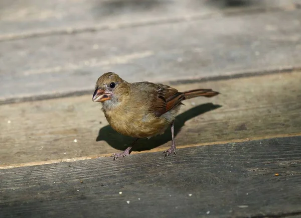 Bella immagine con un uccello sul pavimento di legno — Foto Stock