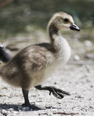 Kanada kazlar bir piliçle güzel arka plan