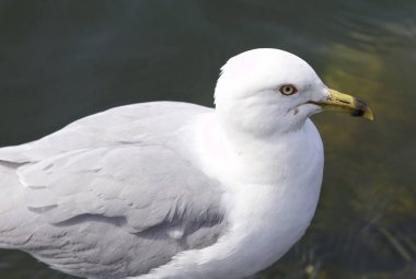 Ring-billed martı ile güzel izole resim
