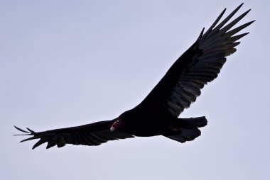 Gökteki akbaba izole fotoğrafı
