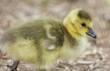 Kanada kazlar tatlı bir piliç ile güzel izole görüntüsü