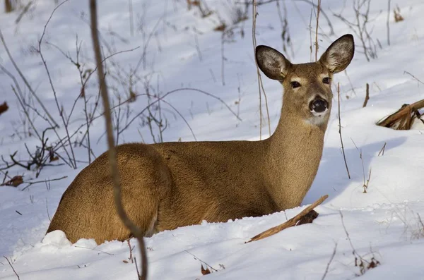Hermosa foto aislada de un ciervo salvaje en el bosque en la nieve —  Fotos de Stock